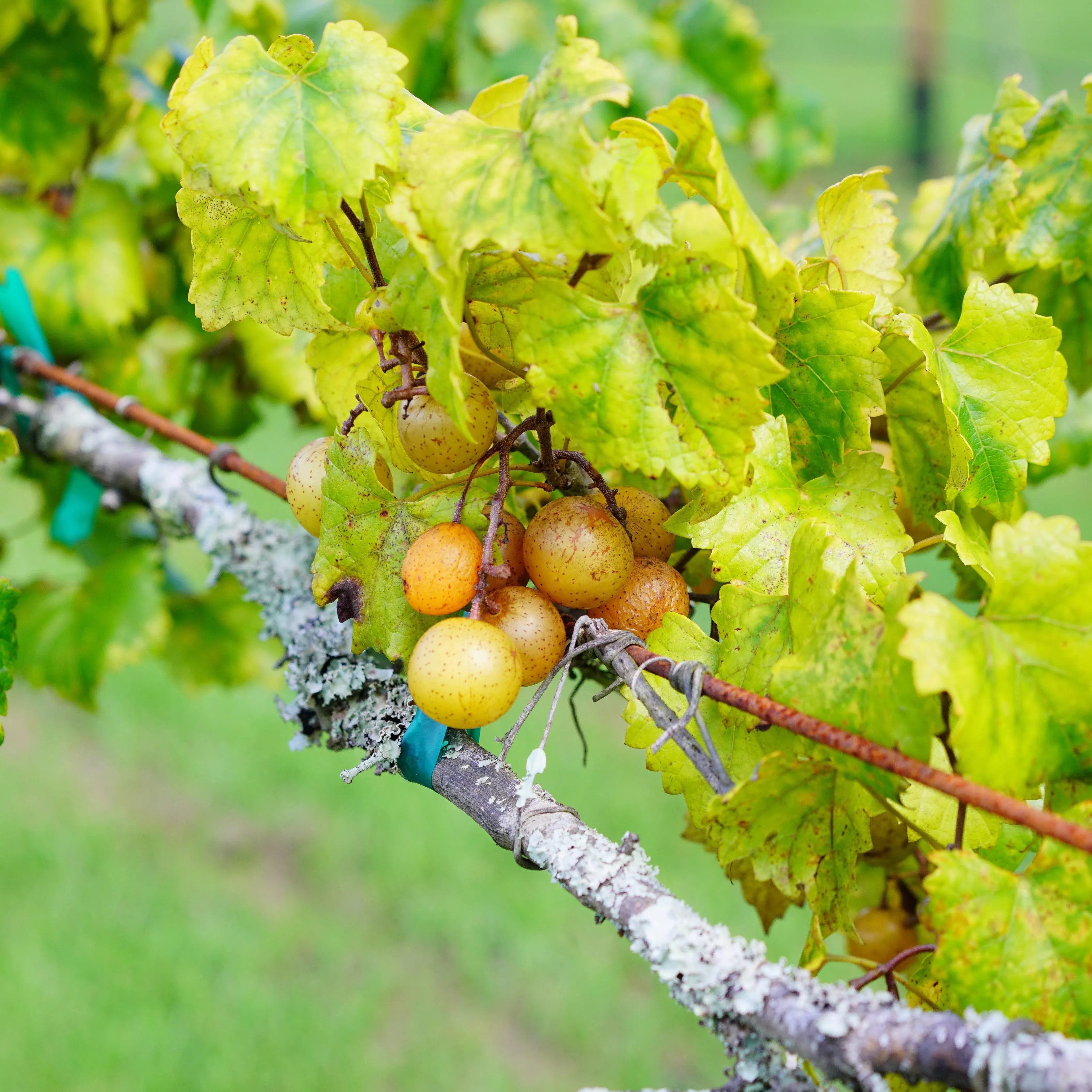 Fry Bronze Muscadine