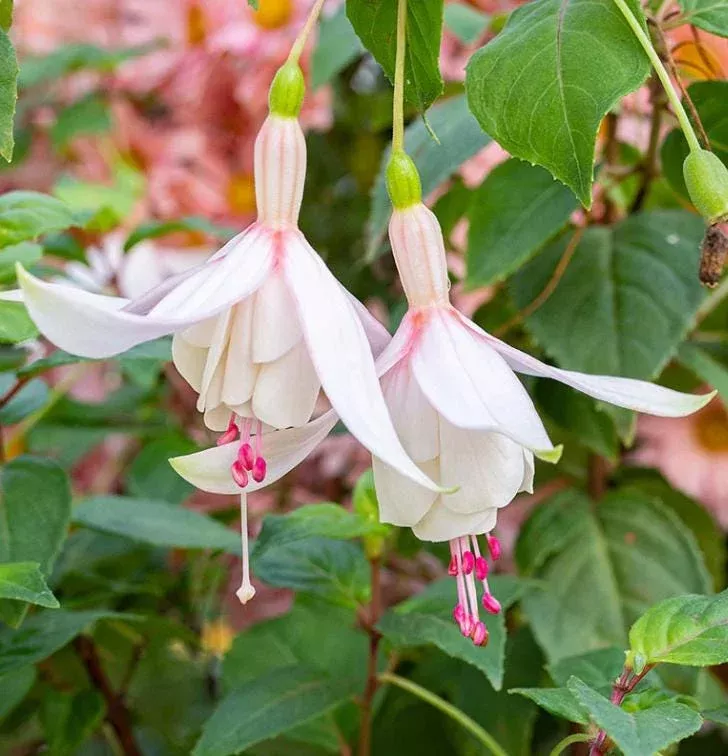 Fuchsia Annabelle White Live Plug Plant – 2-5 Inch Tall – White Double Flower