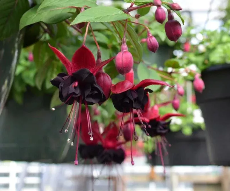 Fuchsia ‘Blacky’ Live Plug Plant – 2-5 Inch Tall Trailing Fuchsia for Shade