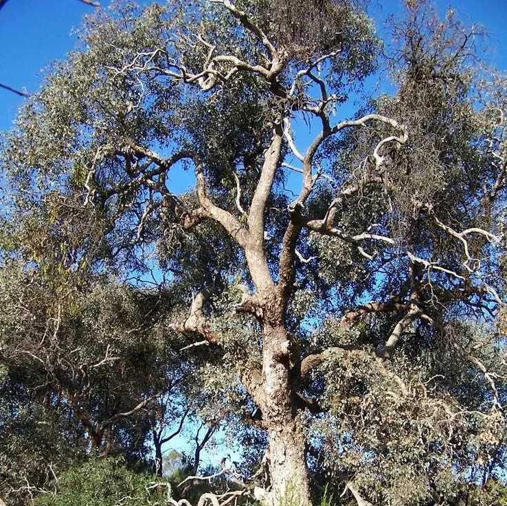 Funky Monkey Hardy Eucalyptus