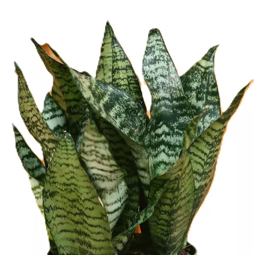 Futura Snake Plant