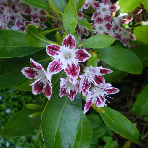 Galaxy Mountain Laurel