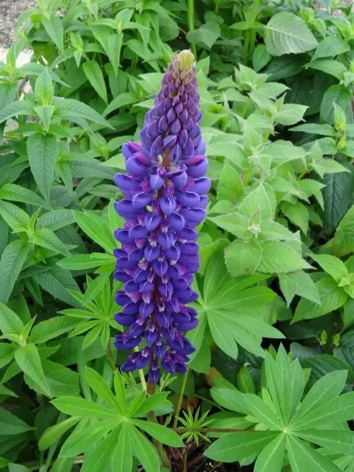 Gallery Blue Lupine