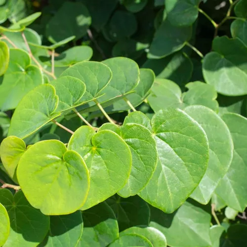 Garden Gems Emerald Redbud