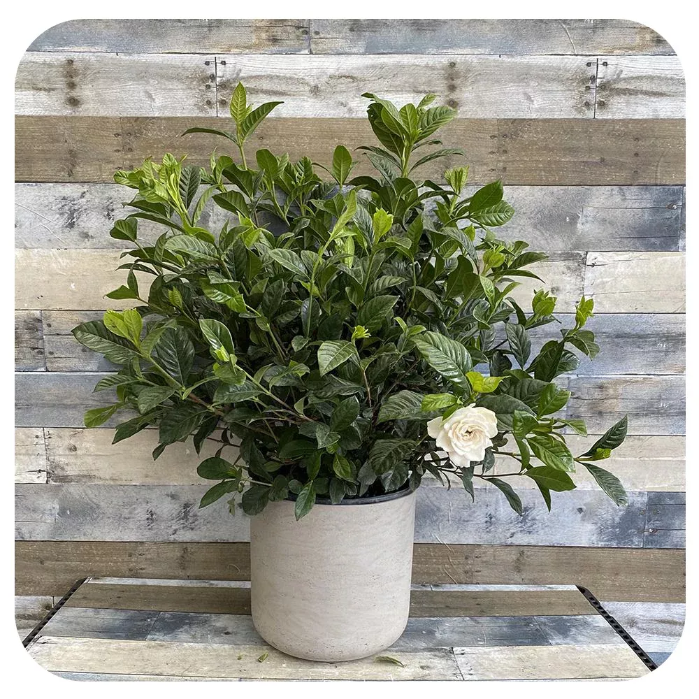 Gardenia Bush