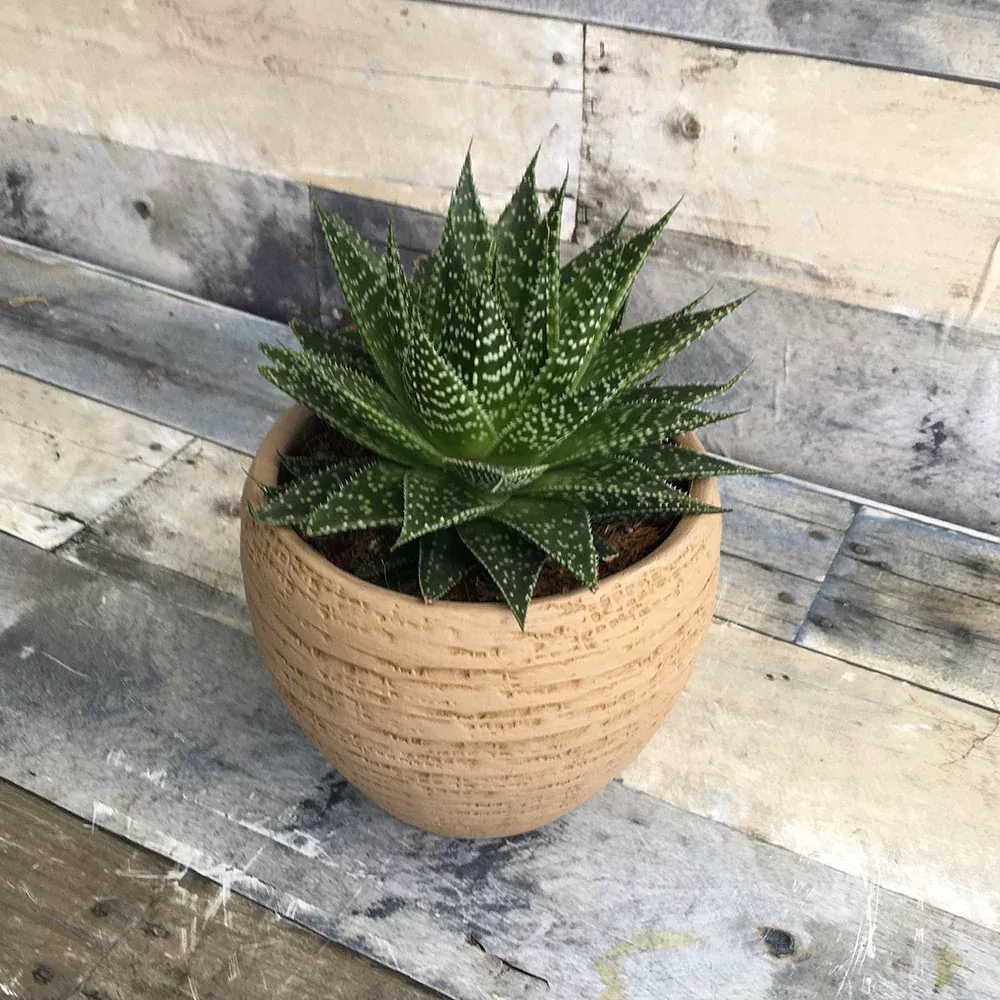 Gasteria