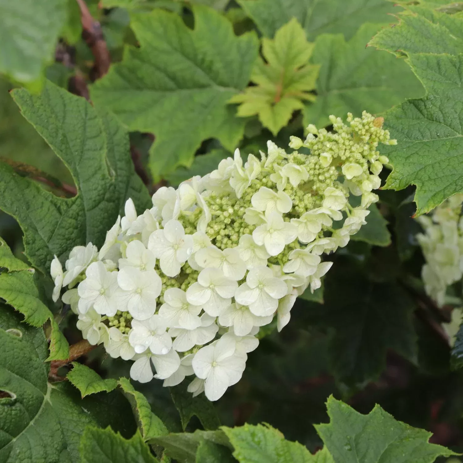Gatsby Glow Ball Oakleaf Hydrangea