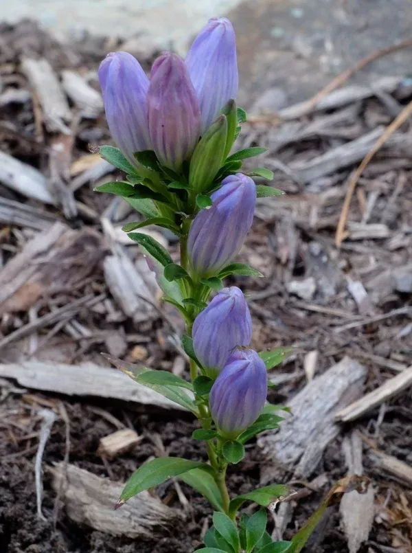 Gentiana clausa