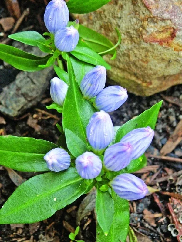 Gentiana saponaria