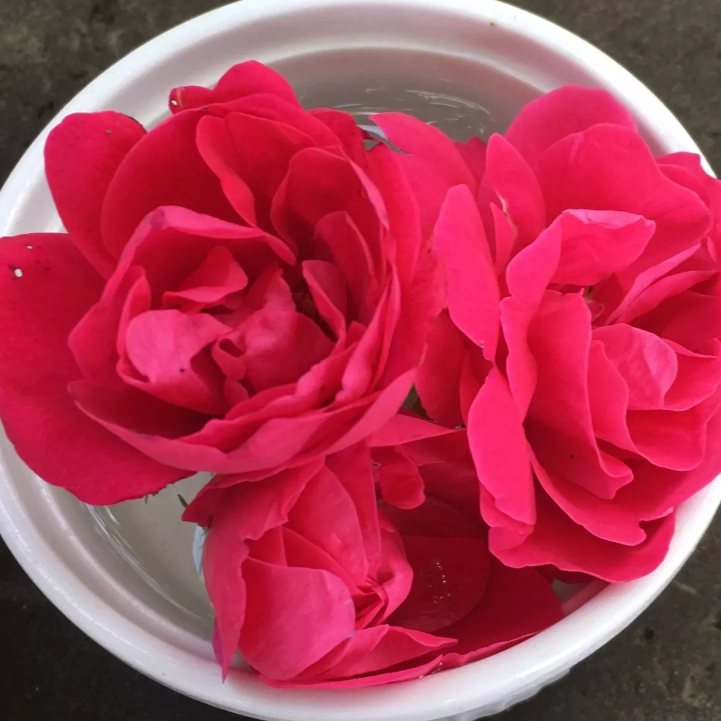 George Vancouver Rose