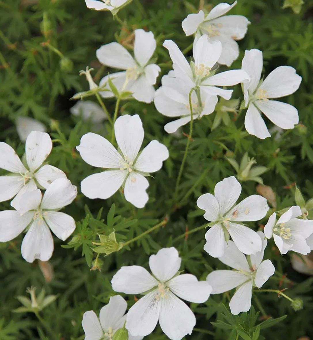 Geranium 'Album'