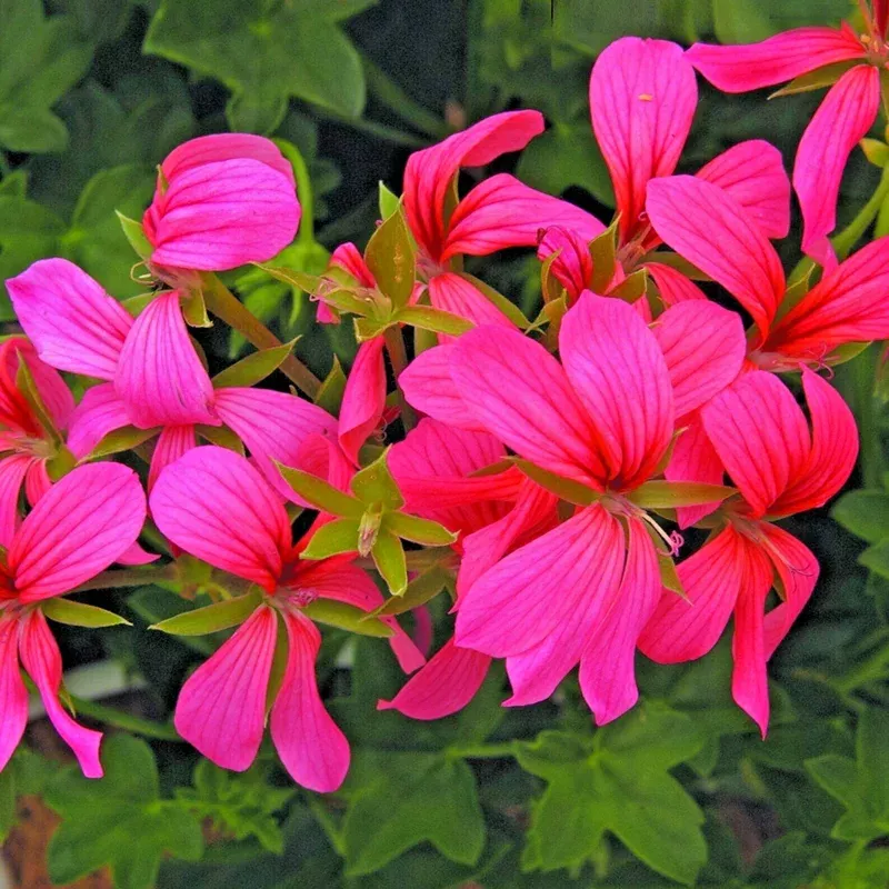 Geranium Pelargonium Cascade Pink Live Cuttings – 3 Count, 6 Inches Tall