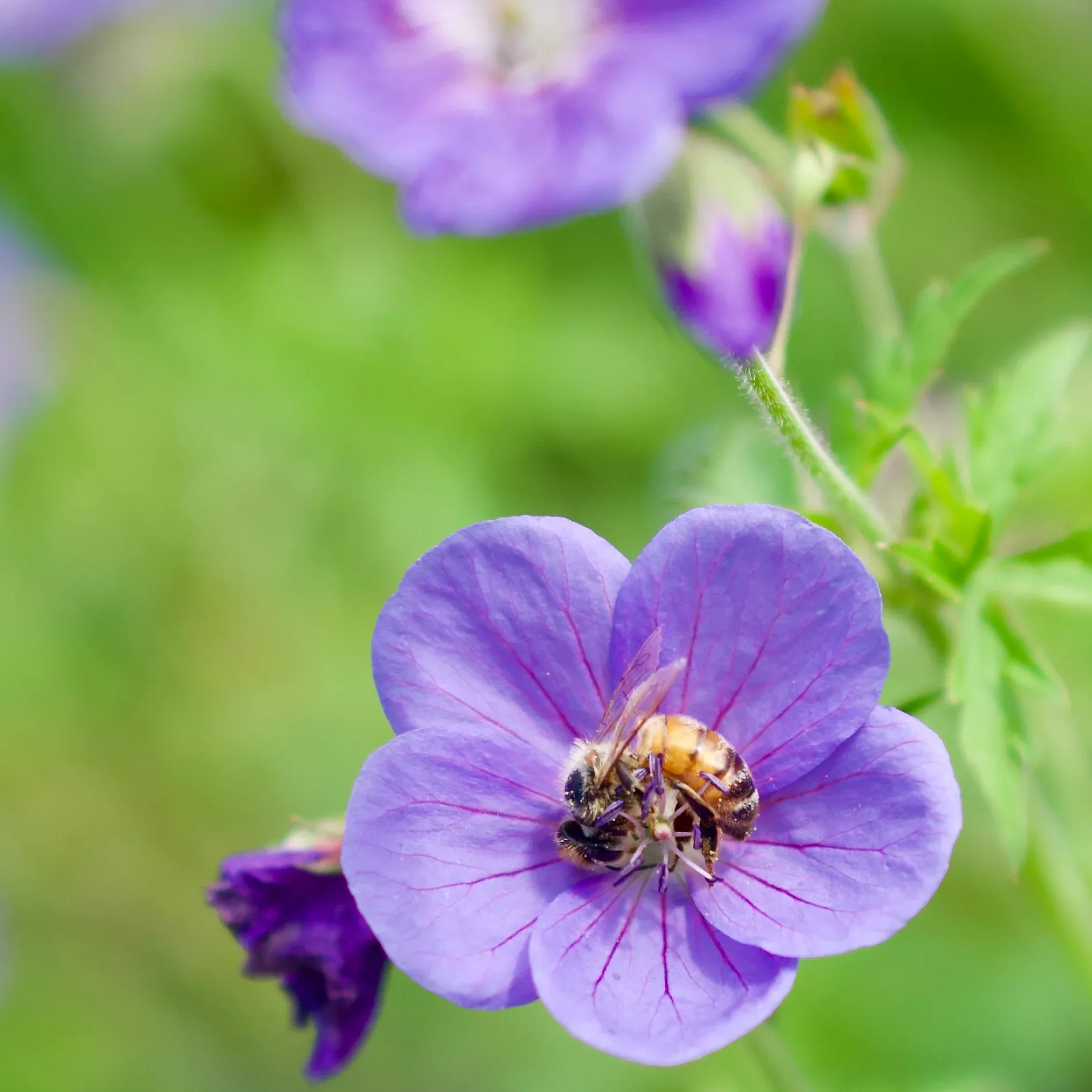 Geranium x 'Johnson's Blue'