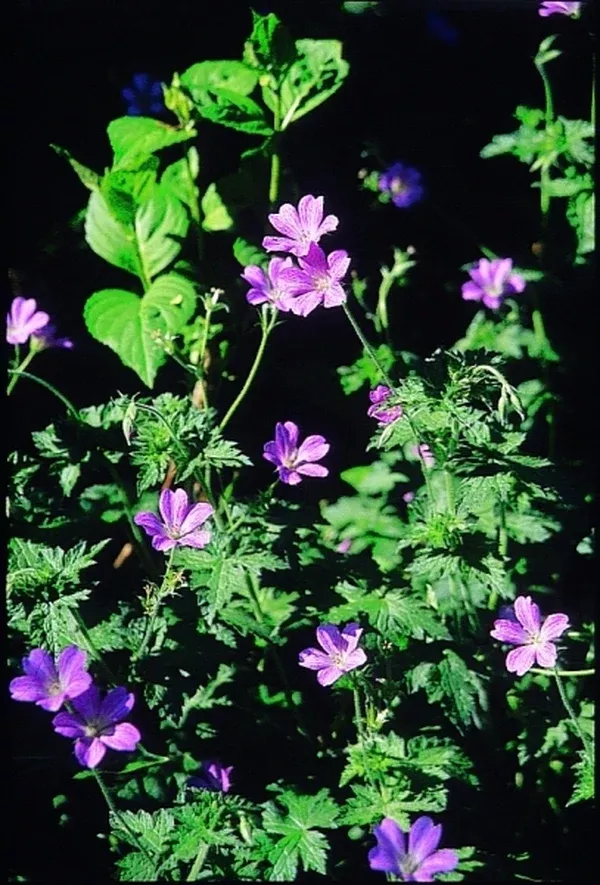 Geranium x oxonianum 'Claridge Druce'