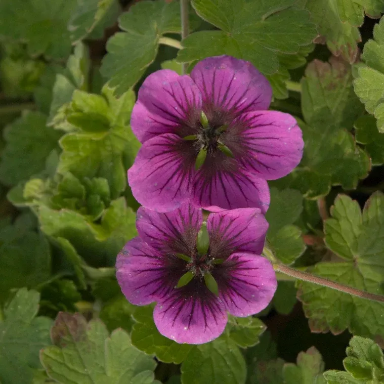 Geranium x 'Perfect Storm'