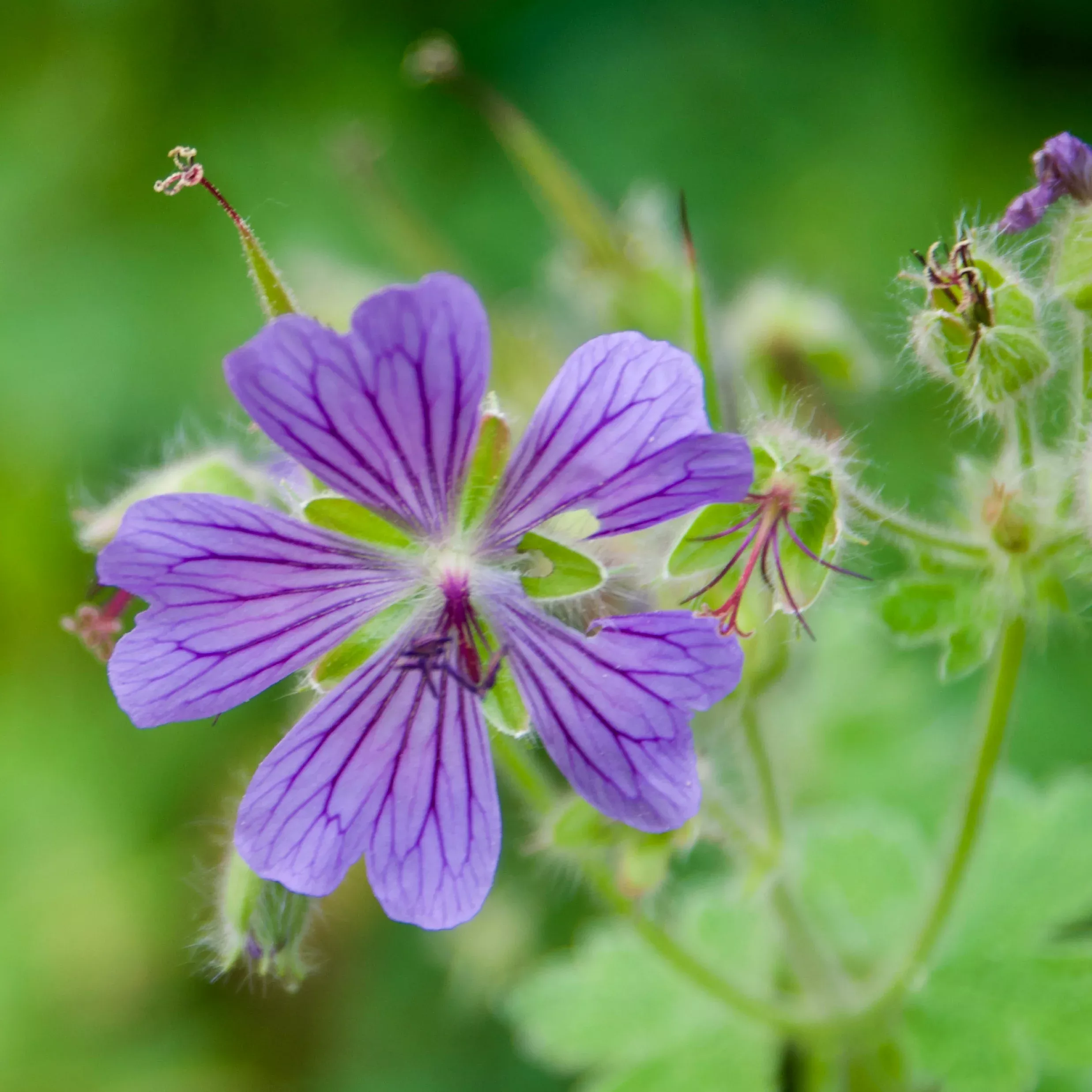 Geranium x 'Phillippe Vapelle'