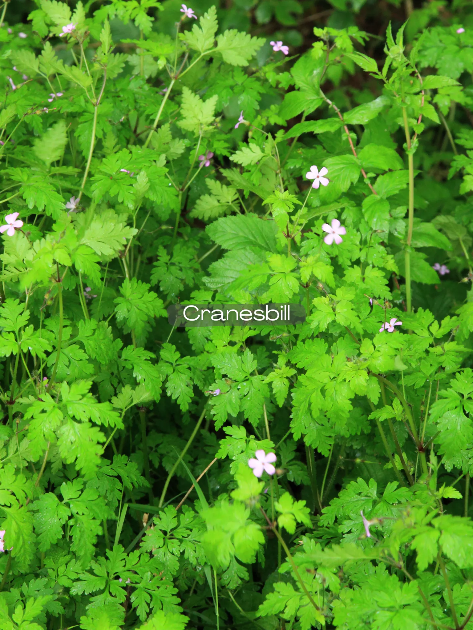 Geranium