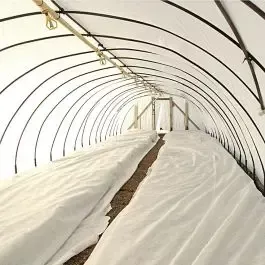 Germination and Insect Blanket