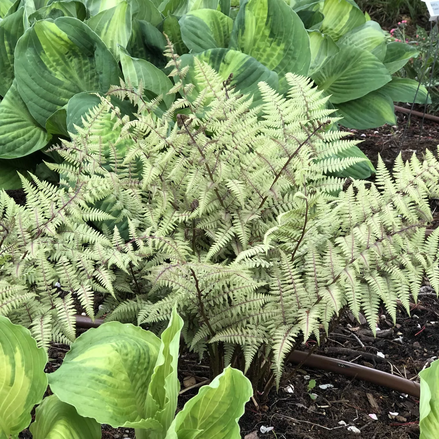 'Ghost' Ghost Fern (Athyrium)