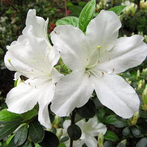 'Glacier' Azalea (Glenn Dale hybrid)