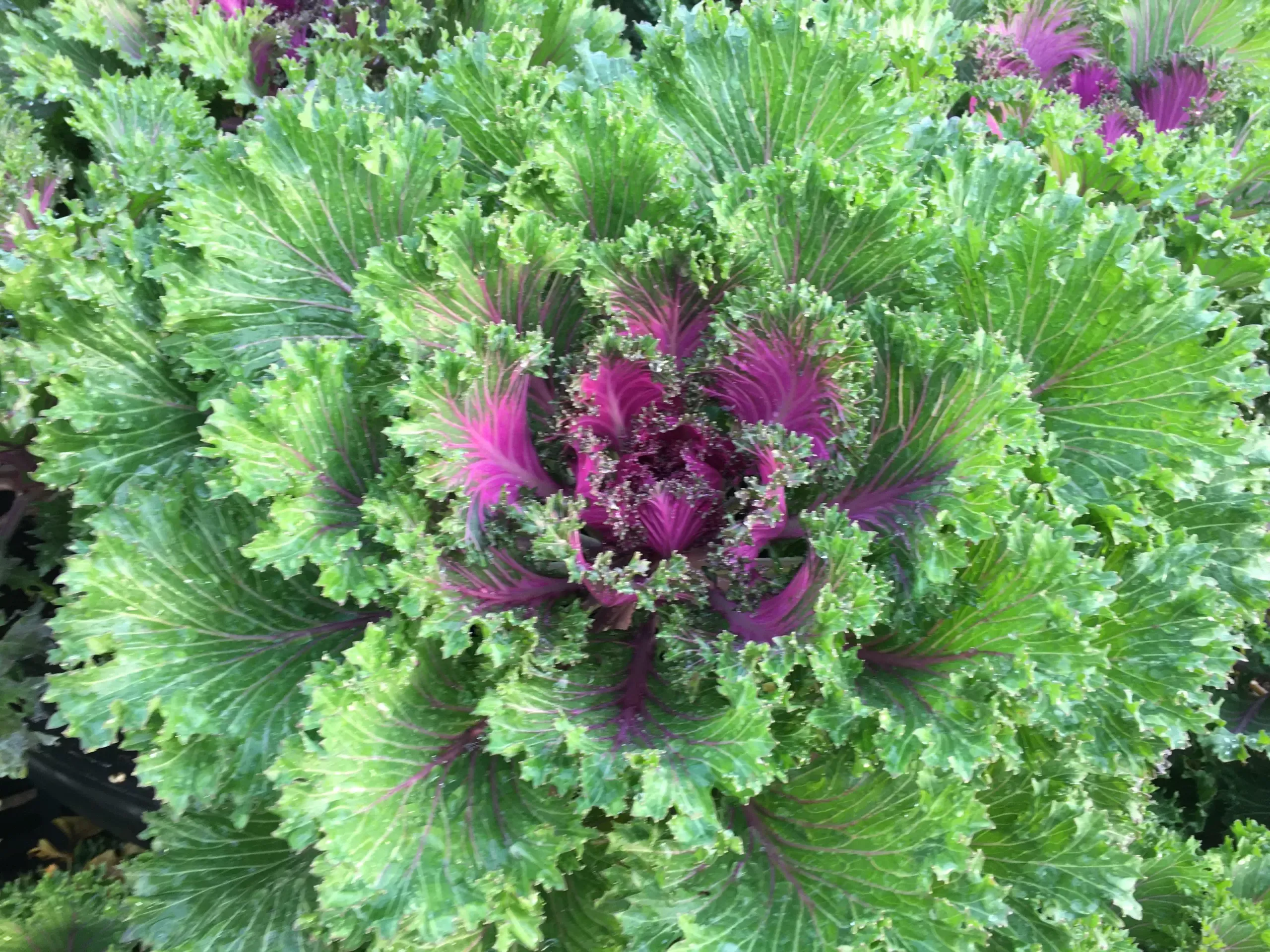 Glamour Red Flowering Kale