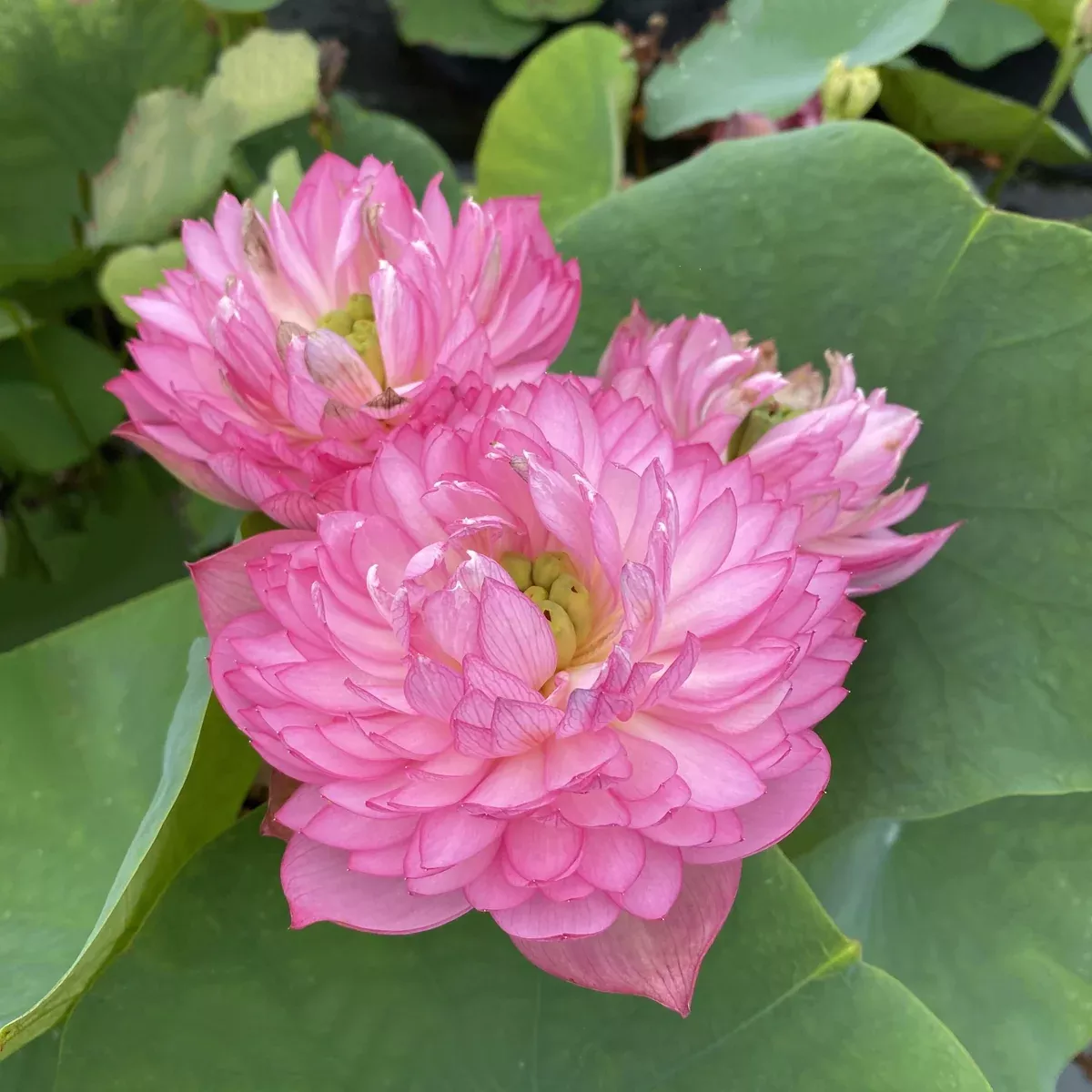 Glowing Queen Lotus - LOTS of flowers!!