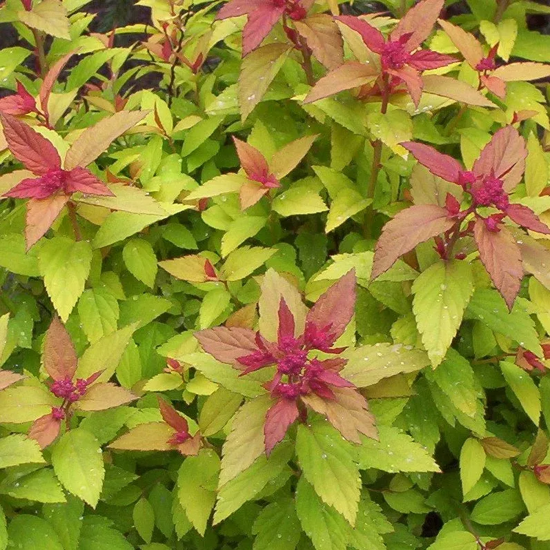 Gold Flame Spirea