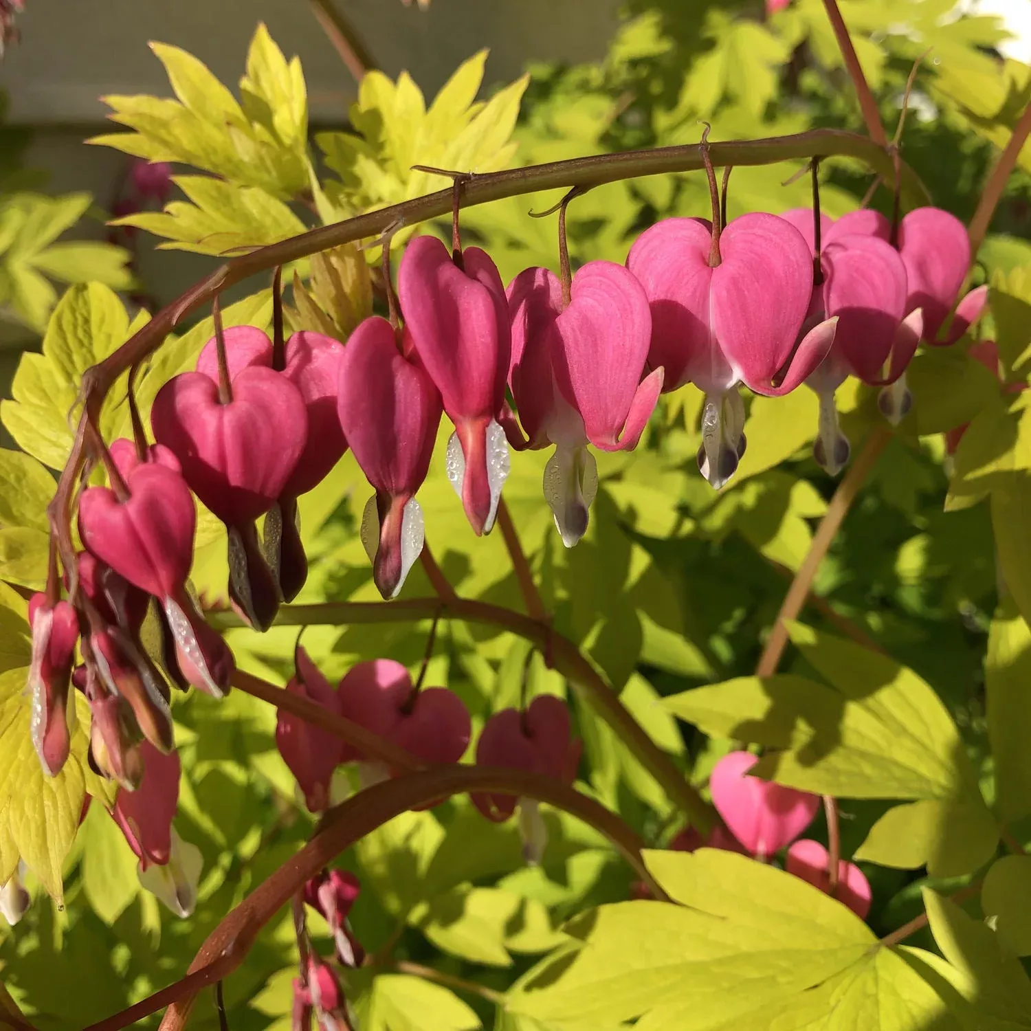 'Gold Heart' Bleeding Heart (Dicentra)