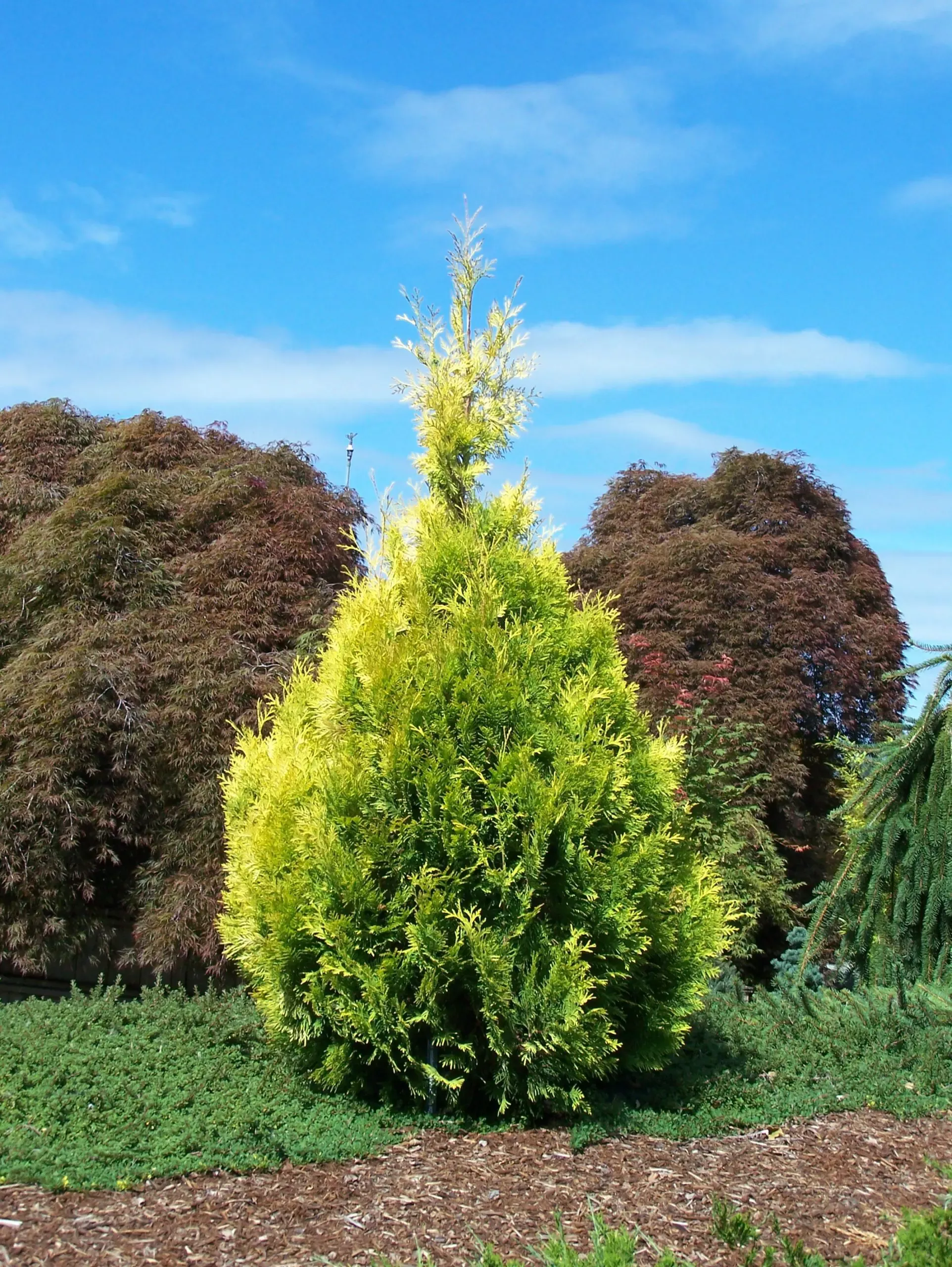 Golden Blush Arborvitae