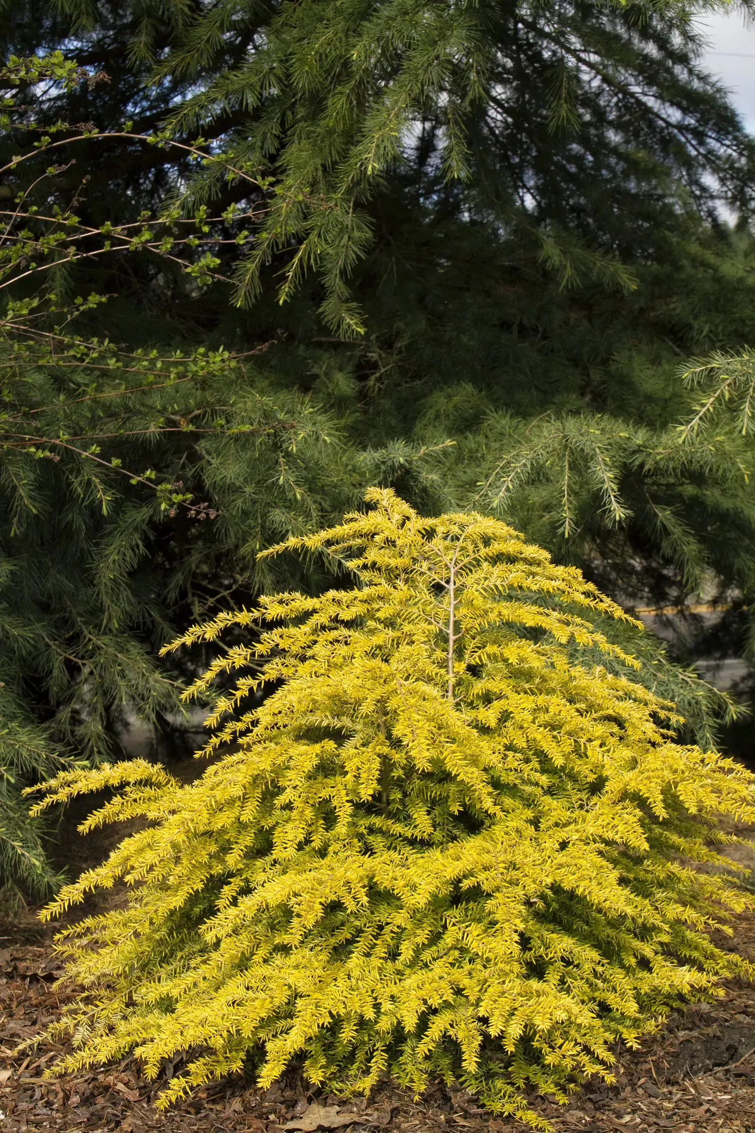 Golden Duchess Eastern Hemlock