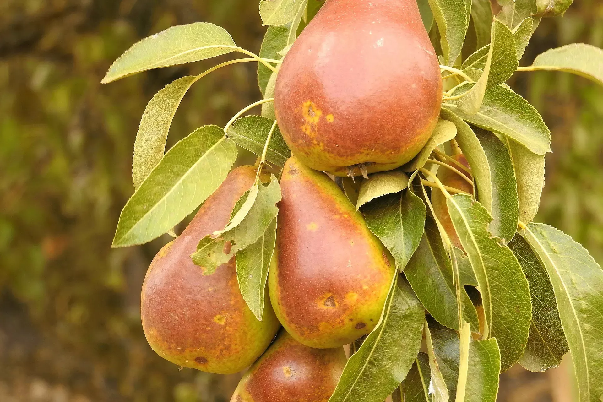 Golden Spice Pear