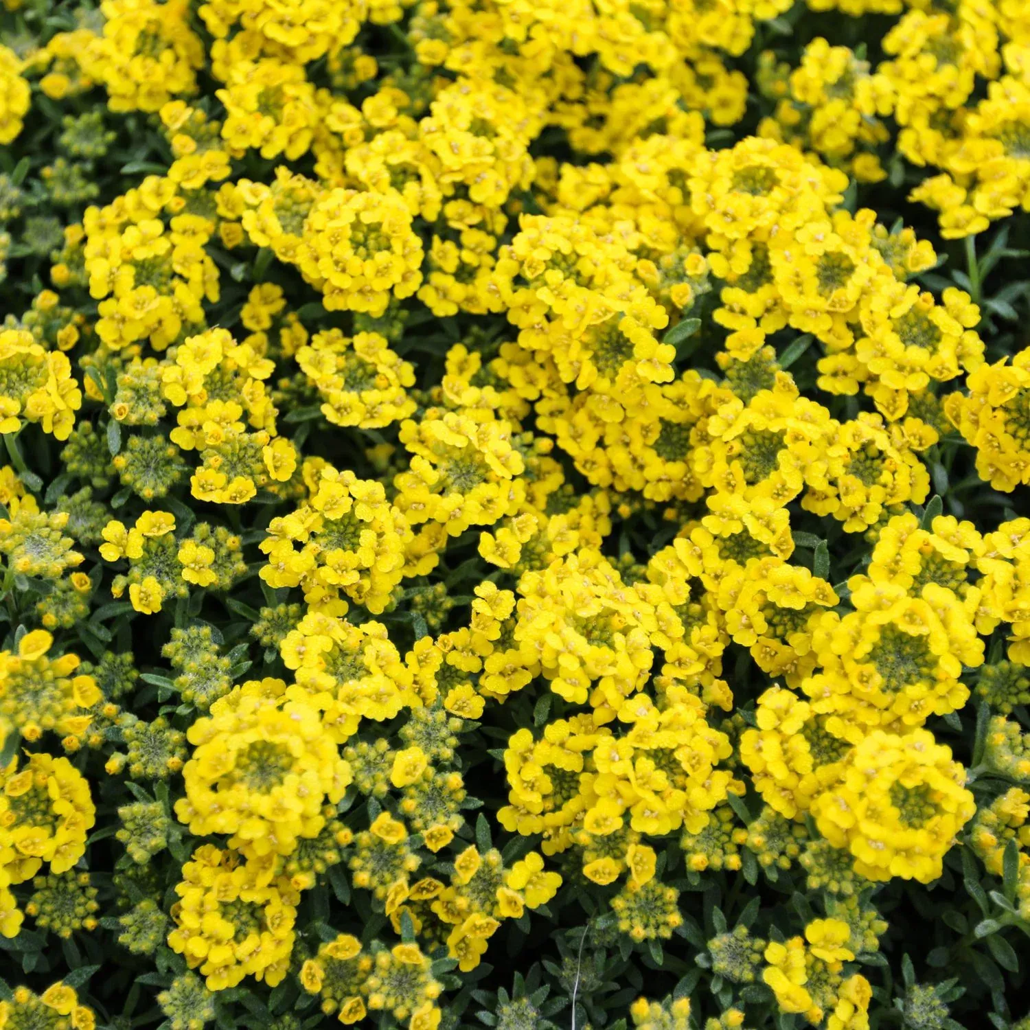 'Golden Spring' Alyssum (Aurinia)