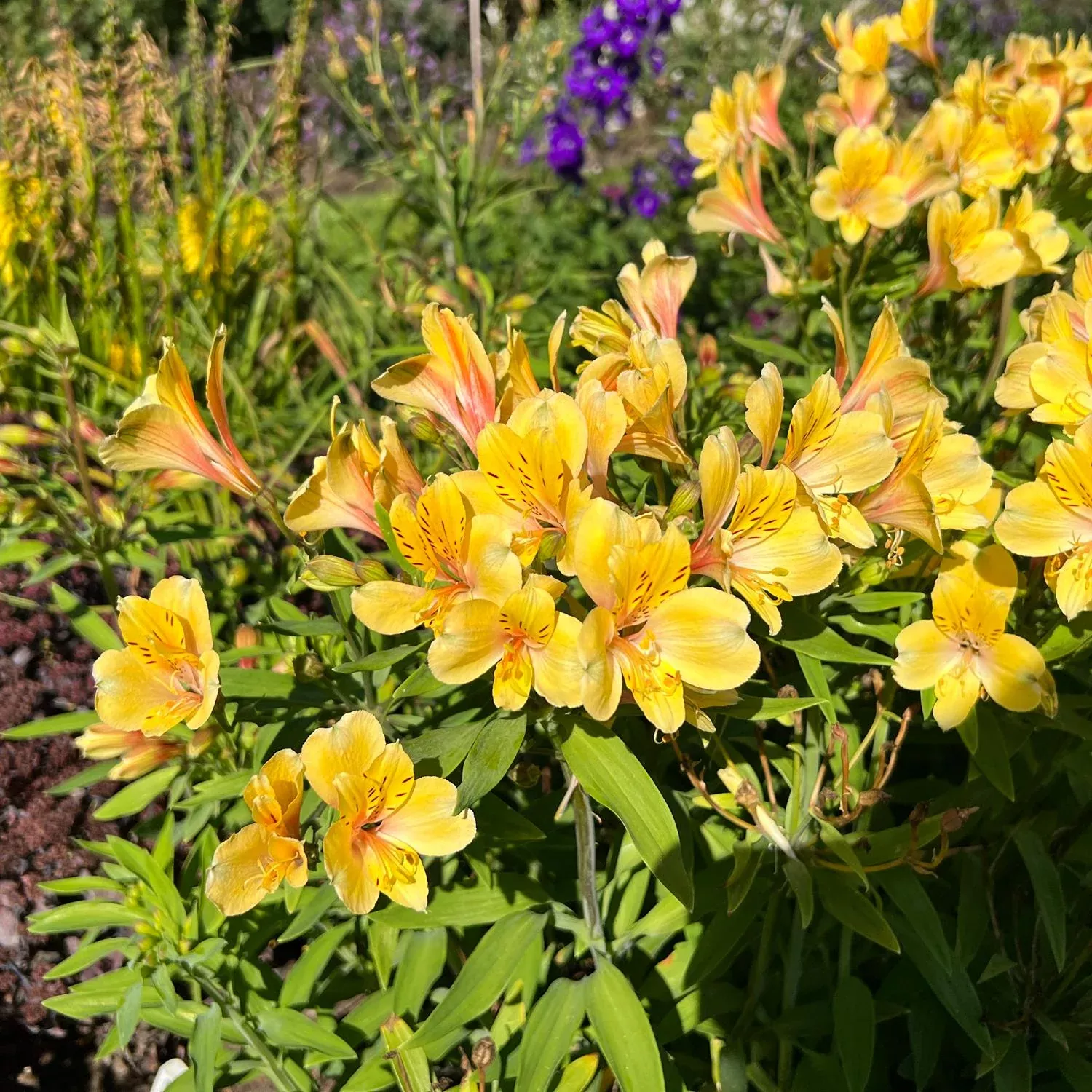 'Golden Tiara' Peruvian Lily (Alstroemeria)