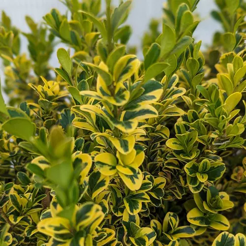 Golden Variegated Korean Boxwood