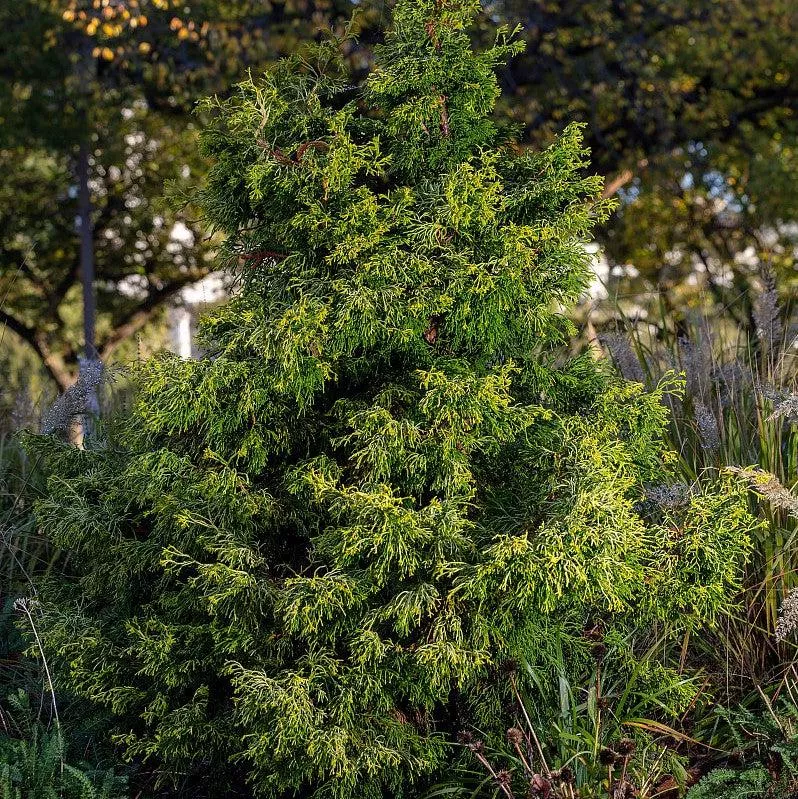 Golden Whorl False Cypress