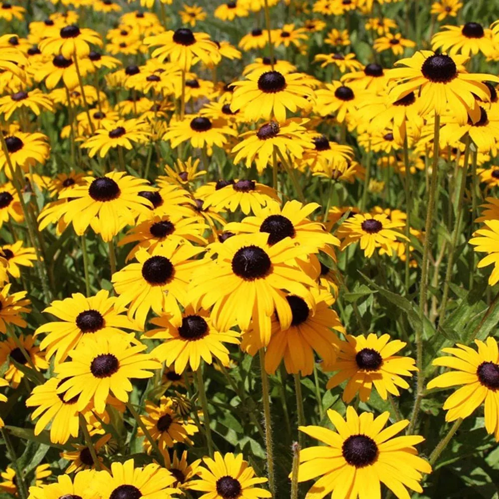 'Goldstrum' Black Eyed Susan Rudbeckia