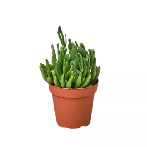 Gollum Jade Plant