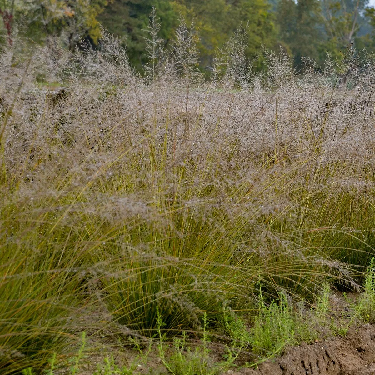 'Gone With the Wind' Prairie Dropseed (Sporobolus)