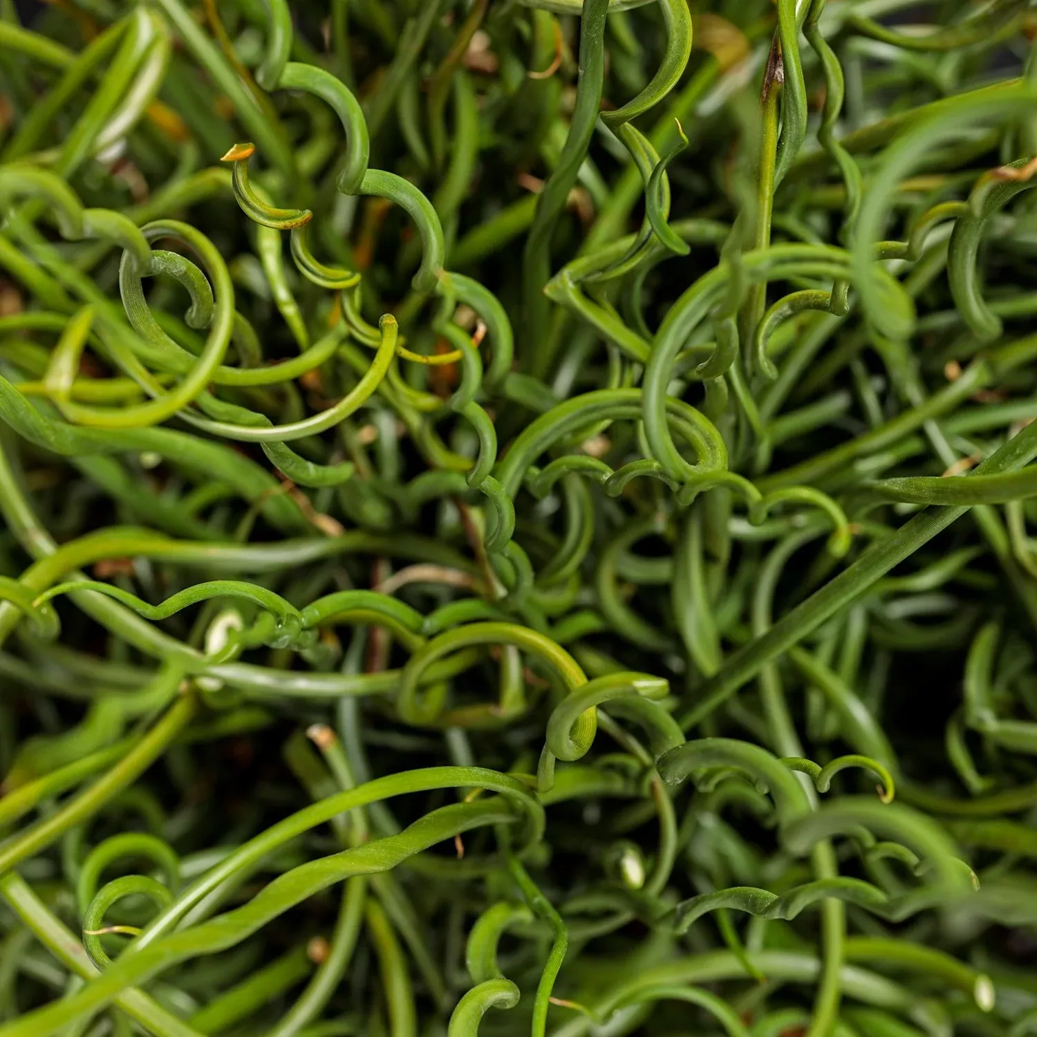 Graceful Grasses Curly Wurly Rush (Juncus)