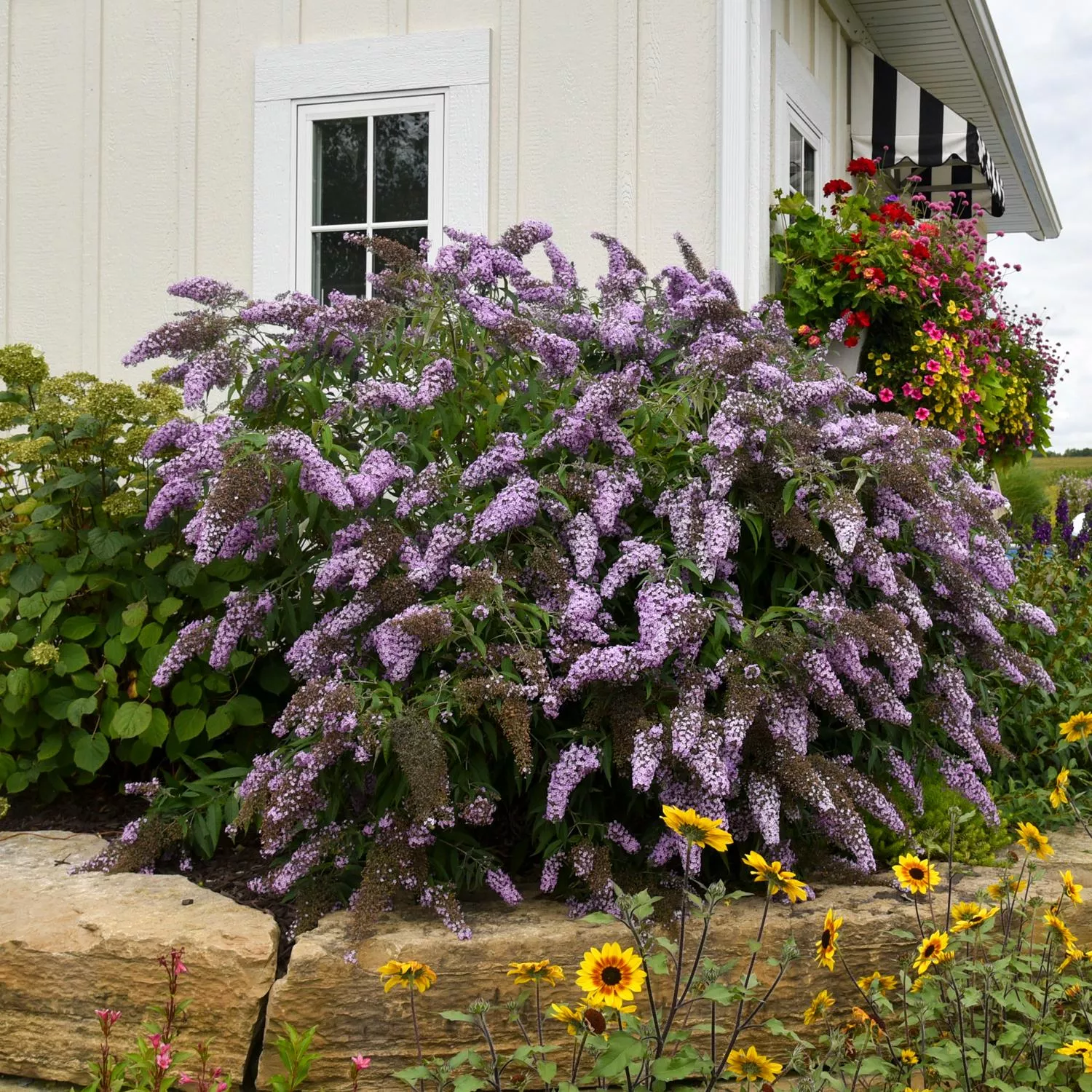 'Grand Cascade' Butterfly Bush (Buddleia)