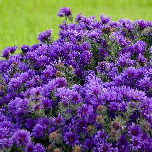 'Grape Crush' New England Aster