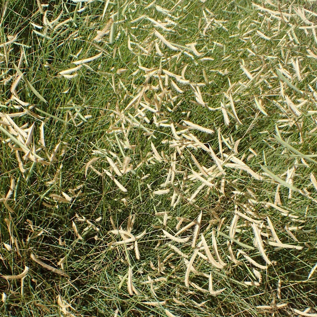 Grass, Blonde Ambition Blue Grama