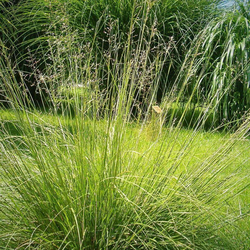 Grass, Prairie Dropseed