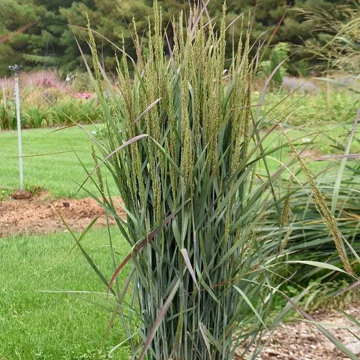 Grass, Prairie Winds Blue Spear Switch Grass