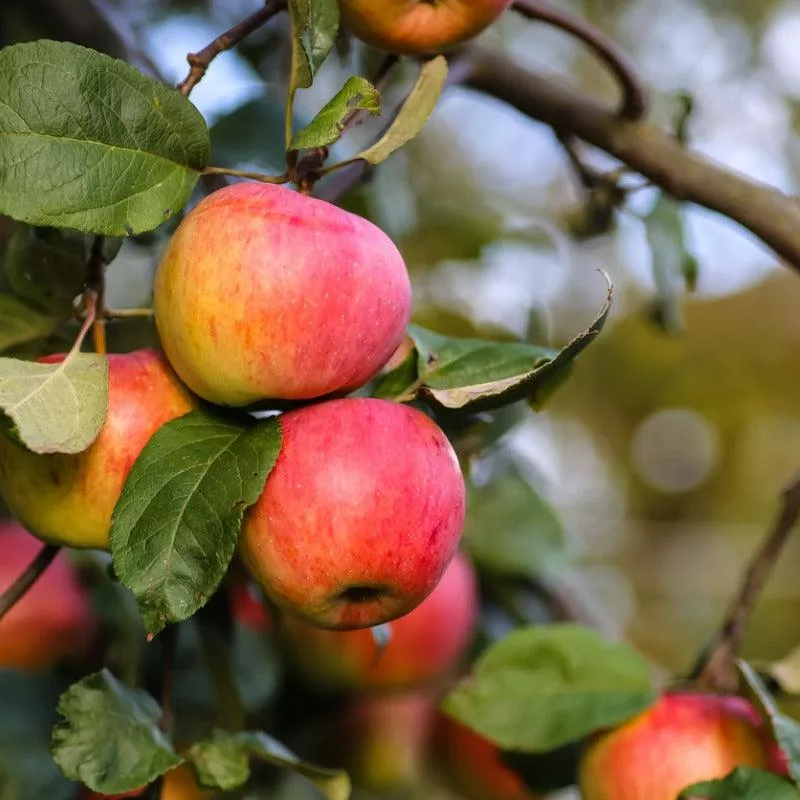Gravenstein Red Apple Tree