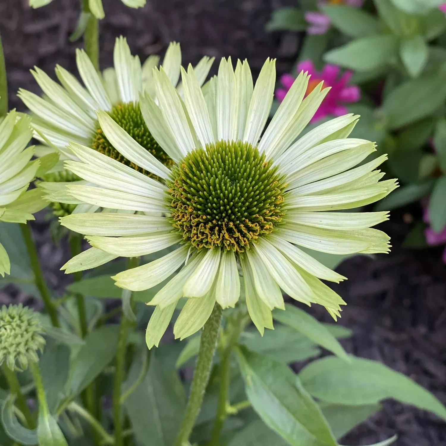 'Green Jewel' Coneflower (Echinacea)