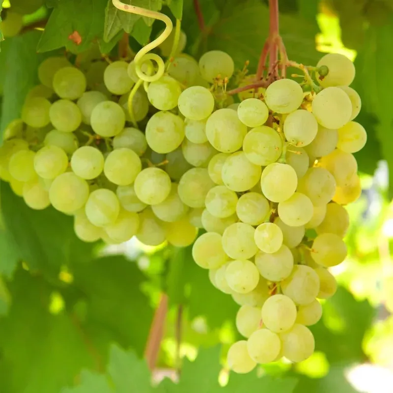 Green Thompson Seedless Grape Vine Cuttings – 3 Live Unrooted 6″ Plants