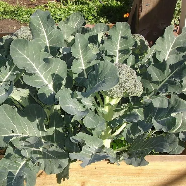 Green Wonder Broccoli