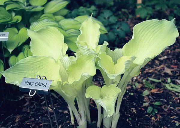 Grey Ghost Hosta