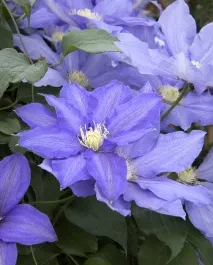 H.F. Young Clematis